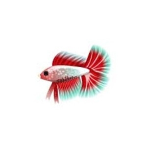 Rose Dbl-Tail Betta